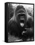 Open-Mouthed Gorilla-null-Framed Stretched Canvas