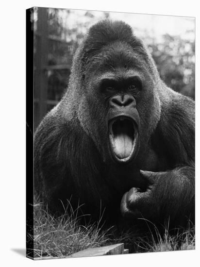 Open-Mouthed Gorilla-null-Stretched Canvas
