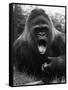 Open-Mouthed Gorilla-null-Framed Stretched Canvas