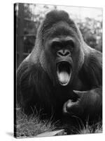 Open-Mouthed Gorilla-null-Stretched Canvas