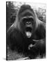 Open-Mouthed Gorilla-null-Stretched Canvas