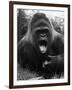 Open-Mouthed Gorilla-null-Framed Photographic Print