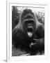 Open-Mouthed Gorilla-null-Framed Photographic Print