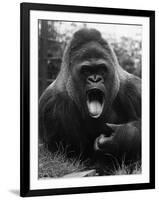 Open-Mouthed Gorilla-null-Framed Photographic Print