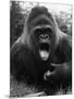 Open-Mouthed Gorilla-null-Mounted Photographic Print