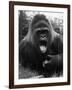 Open-Mouthed Gorilla-null-Framed Photographic Print