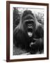 Open-Mouthed Gorilla-null-Framed Photographic Print