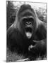 Open-Mouthed Gorilla-null-Mounted Photographic Print
