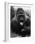 Open-Mouthed Gorilla-null-Framed Photographic Print