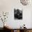 Open-Mouthed Gorilla-null-Photographic Print displayed on a wall