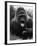 Open-Mouthed Gorilla-null-Framed Photographic Print