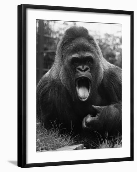 Open-Mouthed Gorilla-null-Framed Photographic Print