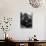 Open-Mouthed Gorilla-null-Mounted Photographic Print displayed on a wall