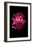 Open Peony-Philippe Sainte-Laudy-Framed Photographic Print