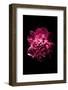 Open Peony-Philippe Sainte-Laudy-Framed Photographic Print