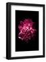 Open Peony-Philippe Sainte-Laudy-Framed Photographic Print