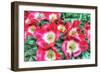 Open Poppies-Robert Goldwitz-Framed Photographic Print