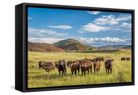 Open Range Cattle Grazing at Foothills of Rocky Mountains in Northern Colorado, Summer Scenery-PixelsAway-Framed Stretched Canvas