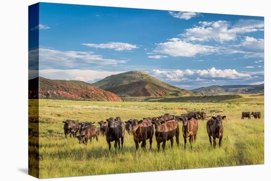 Open Range Cattle Grazing at Foothills of Rocky Mountains in Northern Colorado, Summer Scenery-PixelsAway-Stretched Canvas