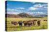 Open Range Cattle Grazing at Foothills of Rocky Mountains in Northern Colorado, Summer Scenery-PixelsAway-Stretched Canvas