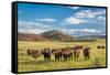 Open Range Cattle Grazing at Foothills of Rocky Mountains in Northern Colorado, Summer Scenery-PixelsAway-Framed Stretched Canvas