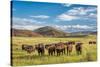 Open Range Cattle Grazing at Foothills of Rocky Mountains in Northern Colorado, Summer Scenery-PixelsAway-Stretched Canvas