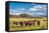 Open Range Cattle Grazing at Foothills of Rocky Mountains in Northern Colorado, Summer Scenery-PixelsAway-Framed Stretched Canvas