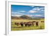 Open Range Cattle Grazing at Foothills of Rocky Mountains in Northern Colorado, Summer Scenery-PixelsAway-Framed Photographic Print