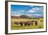 Open Range Cattle Grazing at Foothills of Rocky Mountains in Northern Colorado, Summer Scenery-PixelsAway-Framed Photographic Print