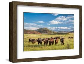 Open Range Cattle Grazing at Foothills of Rocky Mountains in Northern Colorado, Summer Scenery-PixelsAway-Framed Photographic Print