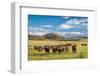 Open Range Cattle Grazing at Foothills of Rocky Mountains in Northern Colorado, Summer Scenery-PixelsAway-Framed Photographic Print