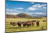 Open Range Cattle Grazing at Foothills of Rocky Mountains in Northern Colorado, Summer Scenery-PixelsAway-Mounted Photographic Print