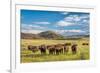 Open Range Cattle Grazing at Foothills of Rocky Mountains in Northern Colorado, Summer Scenery-PixelsAway-Framed Photographic Print