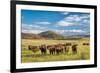 Open Range Cattle Grazing at Foothills of Rocky Mountains in Northern Colorado, Summer Scenery-PixelsAway-Framed Photographic Print