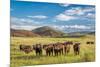 Open Range Cattle Grazing at Foothills of Rocky Mountains in Northern Colorado, Summer Scenery-PixelsAway-Mounted Photographic Print