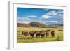 Open Range Cattle Grazing at Foothills of Rocky Mountains in Northern Colorado, Summer Scenery-PixelsAway-Framed Photographic Print