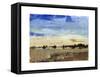 Open Range II-Tim O'toole-Framed Stretched Canvas