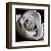 Open Rose-null-Framed Art Print