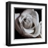 Open Rose-null-Framed Art Print