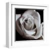 Open Rose-null-Framed Art Print