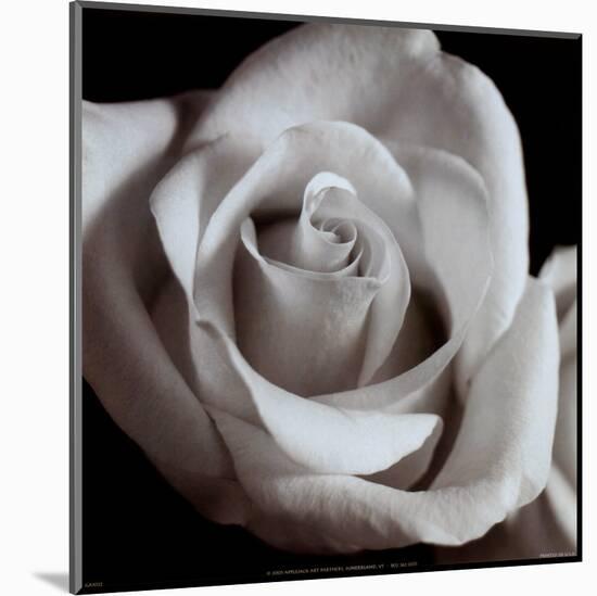 Open Rose-null-Mounted Art Print