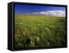 Open Short Grass Prairie North of Malta, Montana, USA-Chuck Haney-Framed Stretched Canvas