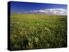 Open Short Grass Prairie North of Malta, Montana, USA-Chuck Haney-Stretched Canvas