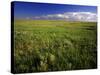 Open Short Grass Prairie North of Malta, Montana, USA-Chuck Haney-Stretched Canvas
