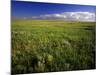 Open Short Grass Prairie North of Malta, Montana, USA-Chuck Haney-Mounted Photographic Print