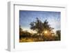 Open Space, Grizzly Peak, Oakland Oak Tree, Dry Bay Area Sunset-Vincent James-Framed Photographic Print