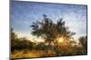 Open Space, Grizzly Peak, Oakland Oak Tree, Dry Bay Area Sunset-Vincent James-Mounted Photographic Print