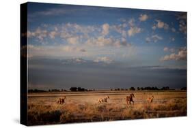 Open Spaces-Dan Ballard-Stretched Canvas