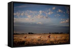 Open Spaces-Dan Ballard-Framed Stretched Canvas