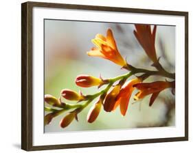 Open Sunshine II-Jonathan Nourock-Framed Photographic Print